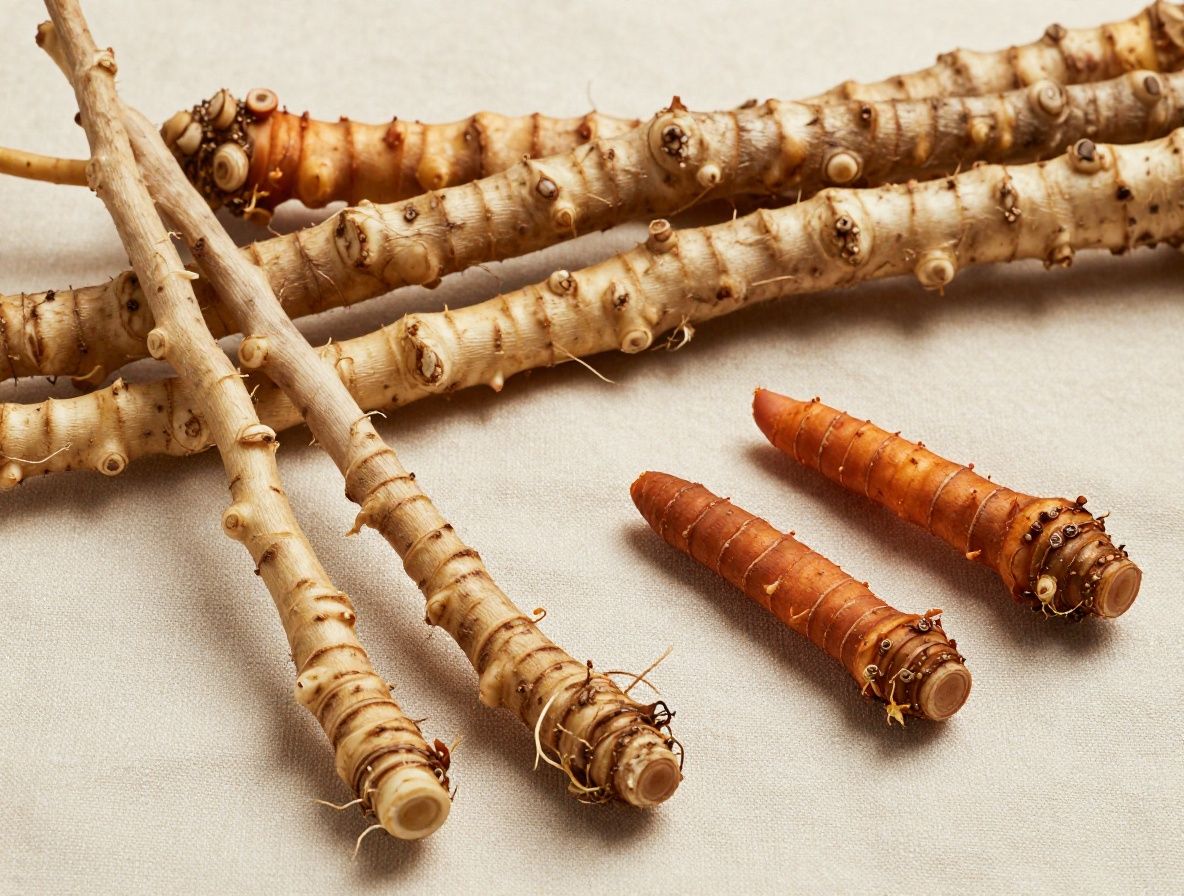 Raíces de plantas medicinales frescas y secas dispuestas sobre tela de lino natural, con iluminación lateral que resalta las texturas fibrosas y los tonos ocres y marrones de los rizomas